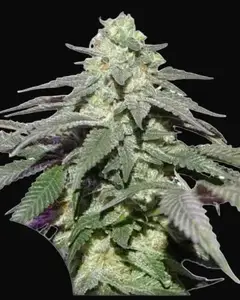 Auto Skywalker Haze