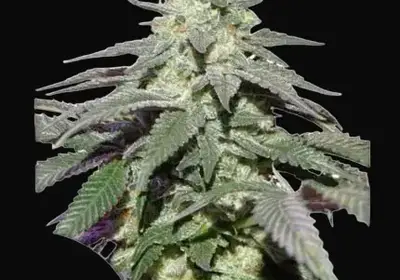 Auto Skywalker Haze