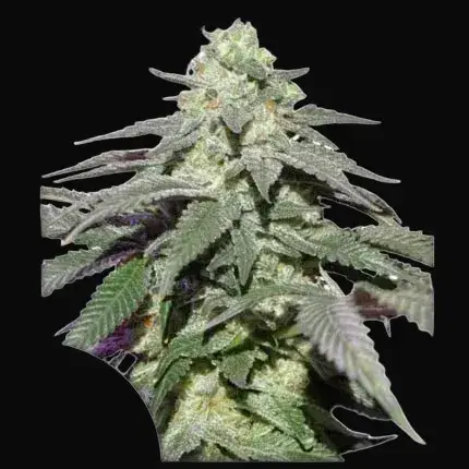 Auto Skywalker Haze