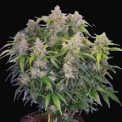 Auto Skywalker Haze — zdjęcie 2