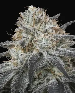 Auto Slurricane