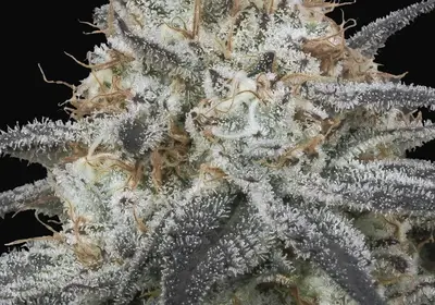 Auto Slurricane