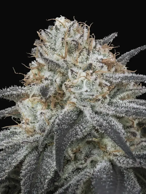 Auto Slurricane