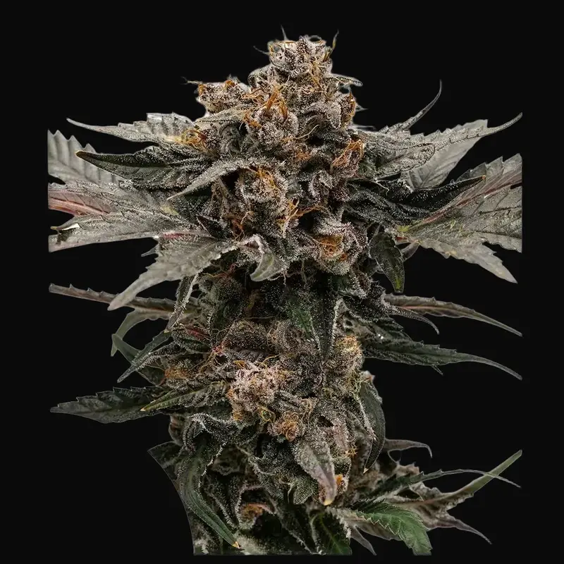 Auto Slush Mint Cake