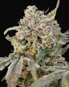 Auto Somango Glue