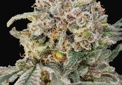 Auto Somango Glue