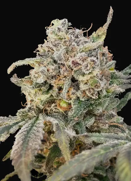 Auto Somango Glue