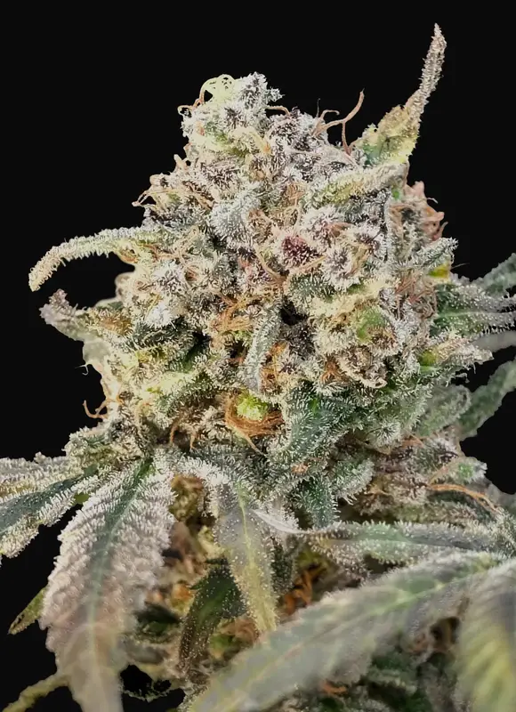 Auto Somango Glue