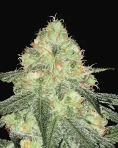 Auto Sour Diesel