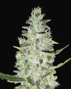 Auto Special Skunk