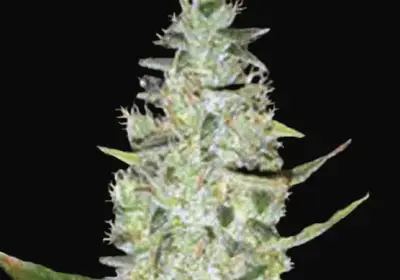 Auto Special Skunk