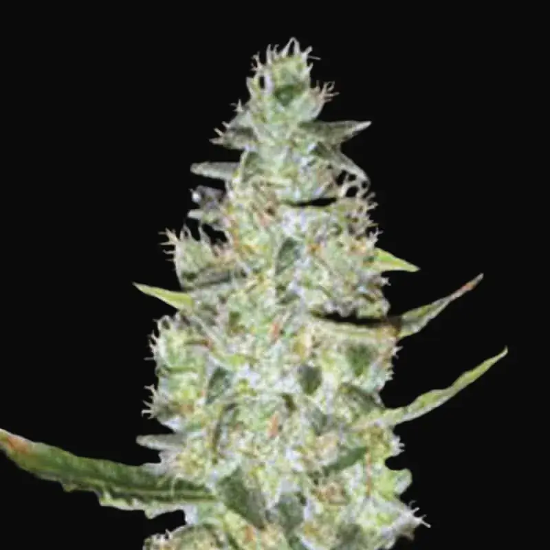 Auto Special Skunk