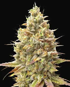 Auto Strawberry Banana