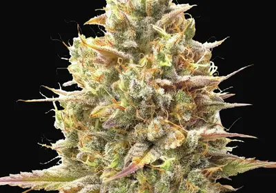 Auto Strawberry Banana