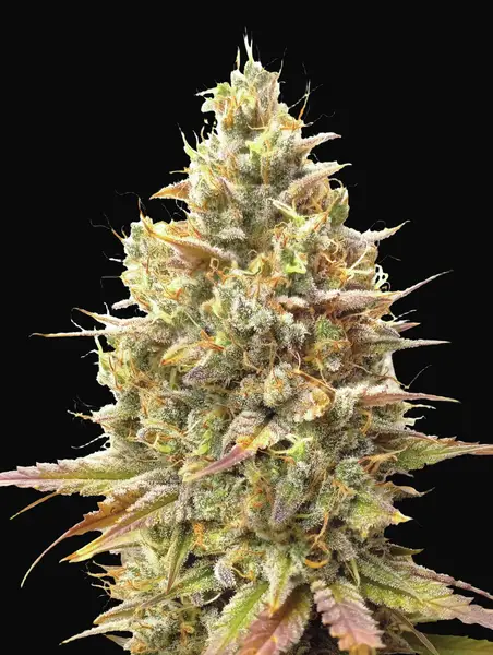 Auto Strawberry Banana