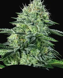 Auto Strawberry Banana