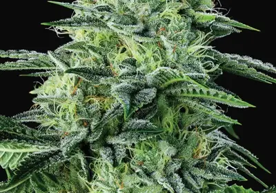 Auto Strawberry Banana