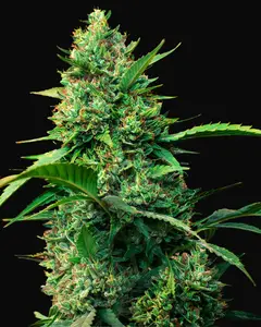 Auto Strawberry Ferry