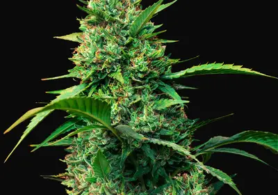 Auto Strawberry Ferry