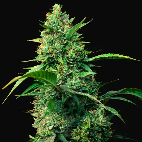 Auto Strawberry Ferry