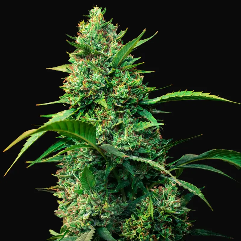 Auto Strawberry Ferry