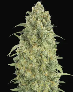Auto Strawberry Gum