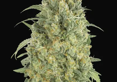 Auto Strawberry Gum