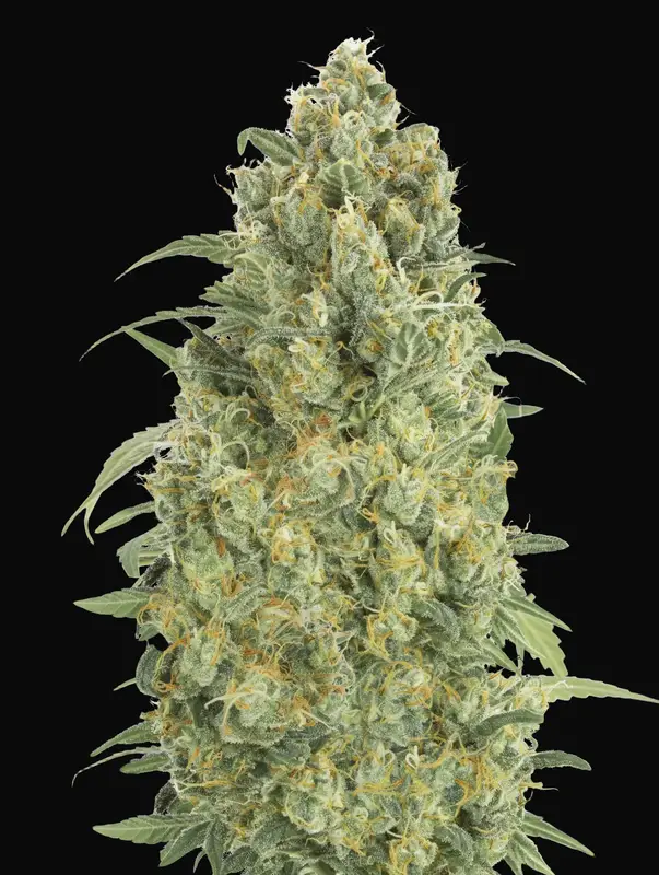 Auto Strawberry Gum