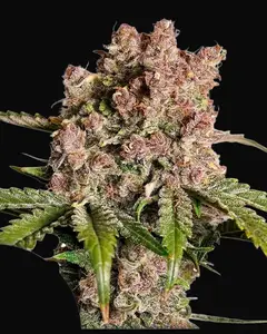 Auto Strawberry Soda