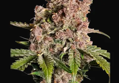 Auto Strawberry Soda