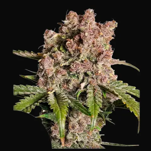 Auto Strawberry Soda