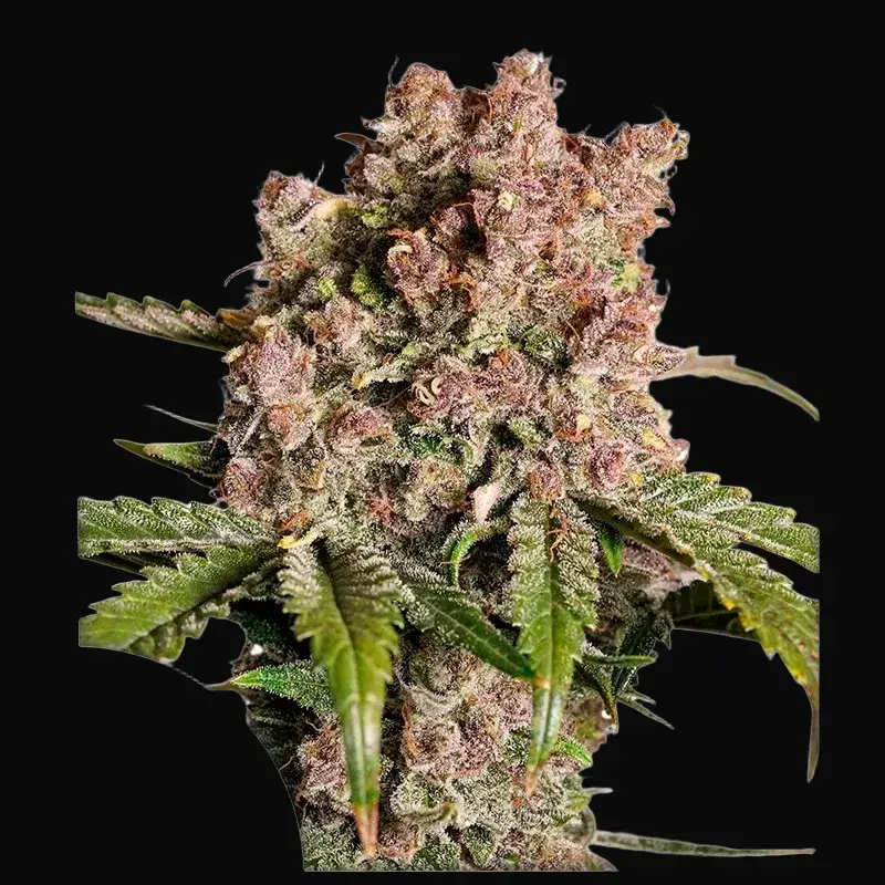 Auto Strawberry Soda