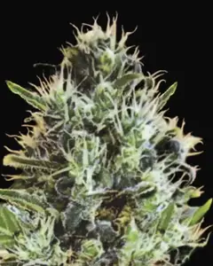 Auto Sunmango