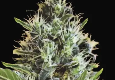 Auto Sunmango