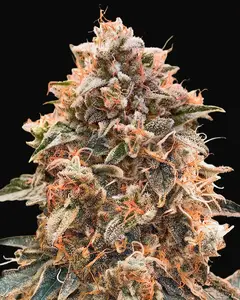 Super Glue #4 Auto