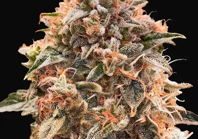 Super Glue #4 Auto