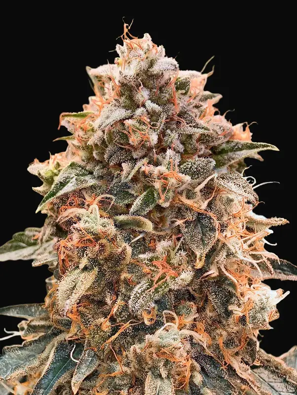 Super Glue #4 Auto