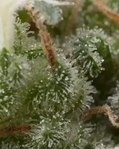 Auto Super Hash