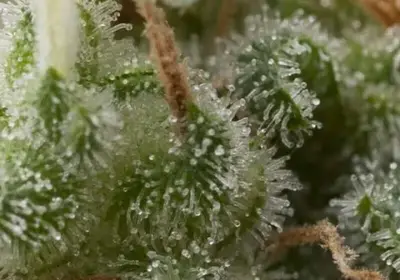 Auto Super Hash