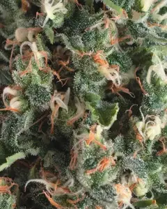 Auto Super OG Kush