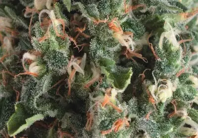 Auto Super OG Kush