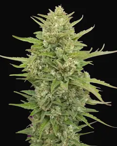 Auto Super Skunk