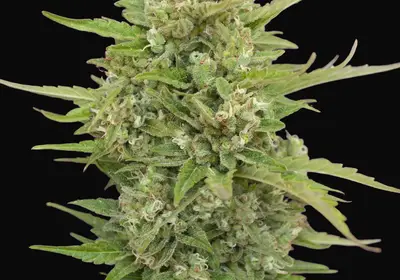 Auto Super Skunk