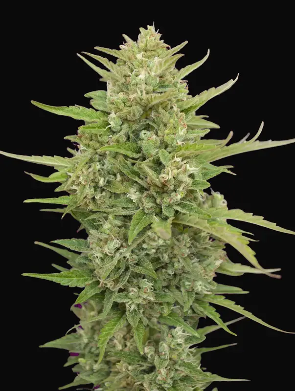 Auto Super Skunk