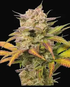 Auto Sweet Bourbon Kush