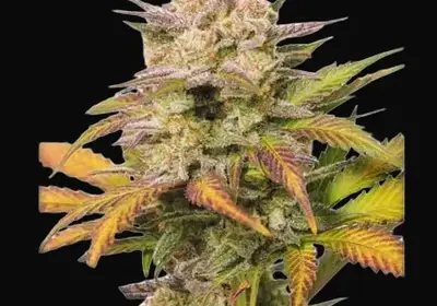 Auto Sweet Bourbon Kush