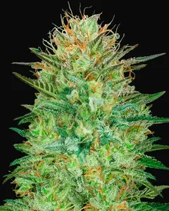 Auto Sweet Critical