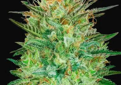 Auto Sweet Critical