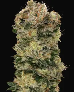 Auto Sweet Somango