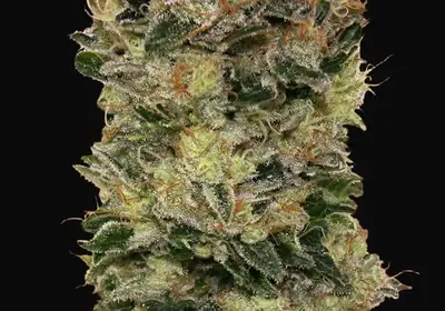 Auto Sweet Soma